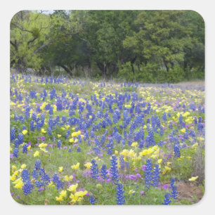 Sticker Carré Bluebonnets, primrose et phlox