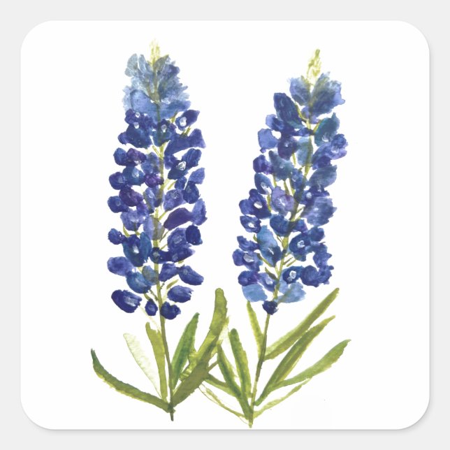 Sticker Carré Bluebonnets Texas State Flowers Lupine Watercolor (Devant)
