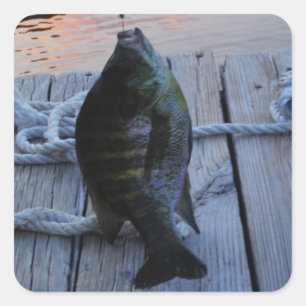 Sticker Carré Bluegill au coucher du soleil Lac Arrowhead