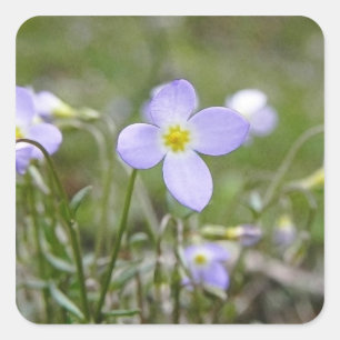 Sticker Carré Bluets - dames de quaker