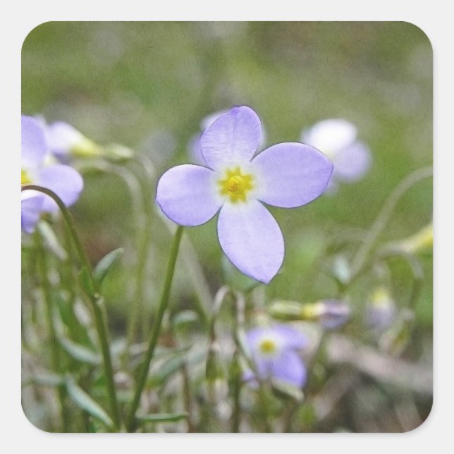 Sticker Carré Bluets - dames de quaker (Devant)