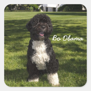 Sticker Carré Bo Obama