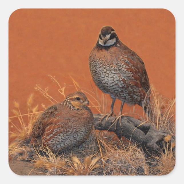 Sticker Carré Bobwhite Quail (Géorgie, Missouri et Tennessee) (Devant)