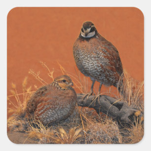 Sticker Carré Bobwhite Quail (Géorgie, Missouri et Tennessee)