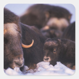 Sticker Carré bœuf musqué, Ovibos moschatus, vache avec nouveau-