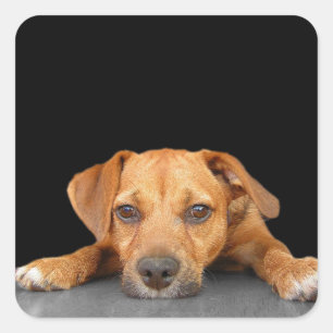 Sticker Carré Bon chien