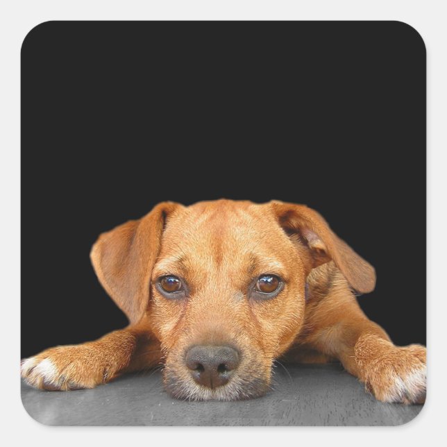 Sticker Carré Bon chien (Devant)