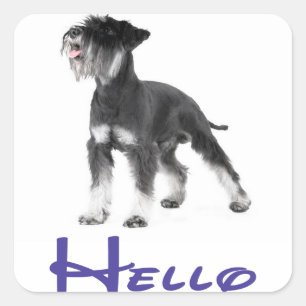Sticker Carré Bonjour Chien Chiot Schnauzer Miniature Autocollan