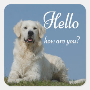 Sticker Carré Bonjour Chien Mignon Amoureux Golden Retriever