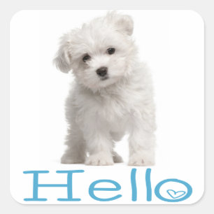 Sticker Carré Bonjour Chien Puppy Maltais Blanc Cœur Bleu
