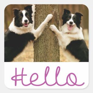 Sticker Carré Bonjour chiot Border Collie noir et blanc
