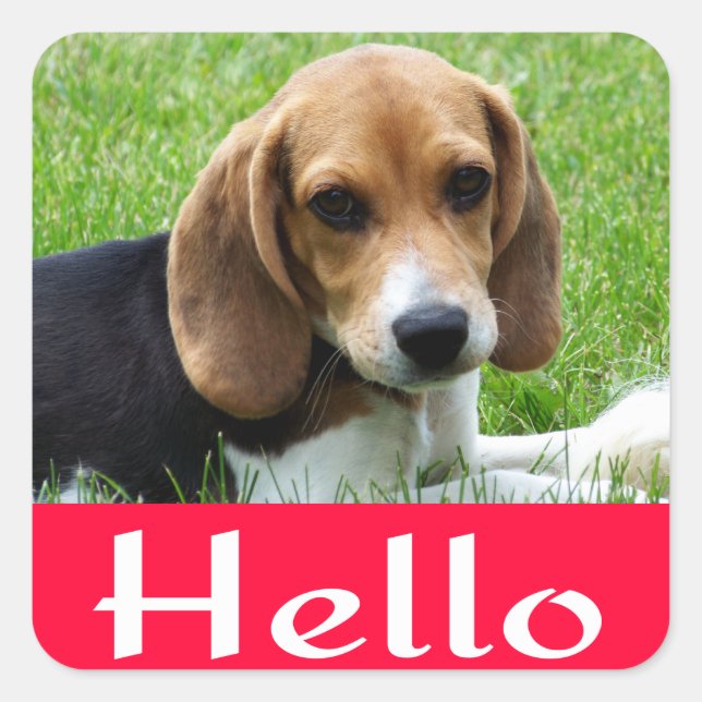 Sticker Carré Bonjour / Salut Beagle Chien Chien Chien Rouge Sti (Devant)