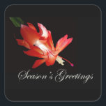 Sticker Carré Bonnes Fêtes Red Christmas Cactus<br><div class="desc">Le cactus de Noël,  particulièrement en rouge,  est un plante de vacances préféré - si agréable comme un cadeau d'hôtesse!</div>