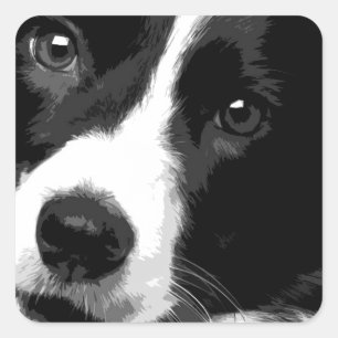 Sticker Carré Border collie noir et blanc