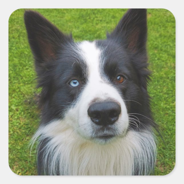 Sticker Carré Bordure Collie (Devant)