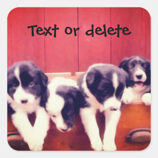 Sticker Carré Bordure Collie Puppies Dans Tiroir Personnalisé