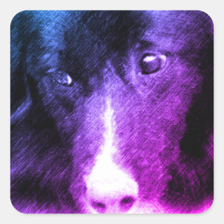 Sticker Carré Bordure noire Collie Art animal