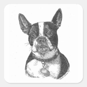 Sticker Carré Boston Terrier
