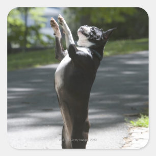 Sticker Carré Boston Terrier 2