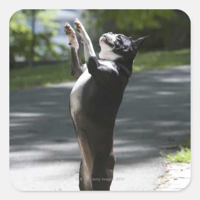 Sticker Carré Boston Terrier 2 (Devant)