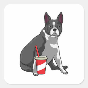 Sticker Carré Boston Terrier avec boisson