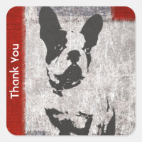 Boston Terrier en Merci noir et blanc