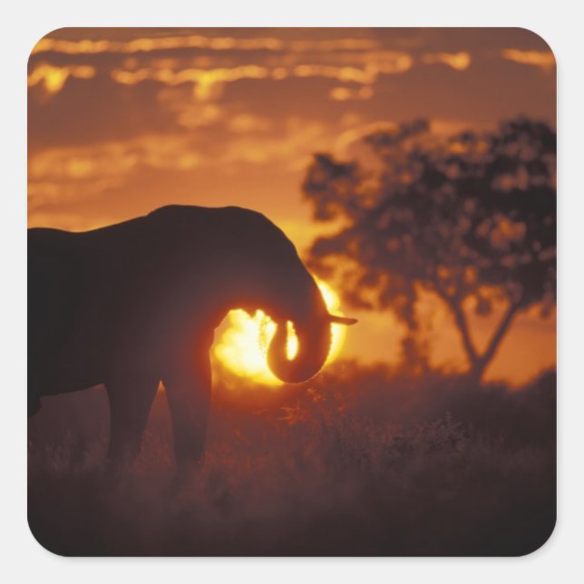 Sticker Carré Botswana, parc national de Chobe, éléphant mâle (Devant)