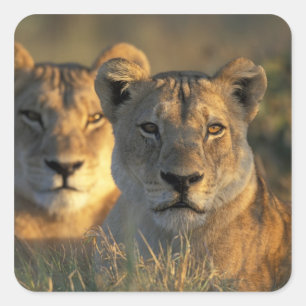 Sticker Carré Botswana, parc national de Chobe, lionnes