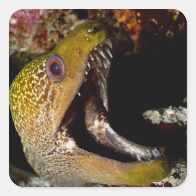 Sticker Carré Bouche d'un Yellowedge (Devant)