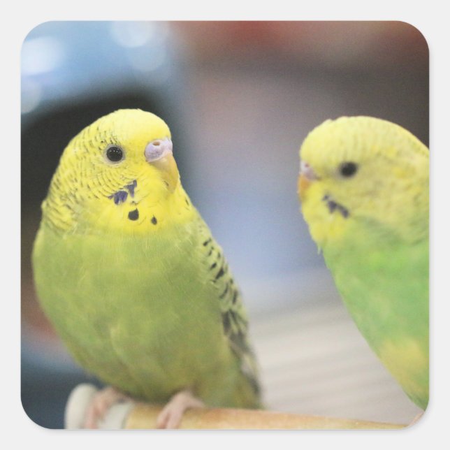 Sticker Carré Bouchons sérieux (Devant)