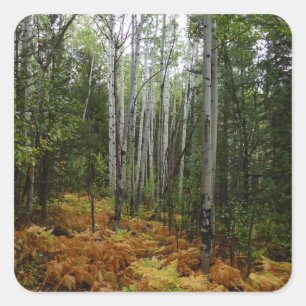 Sticker Carré Bouleaux blancs et fougères d'automne dans les mon