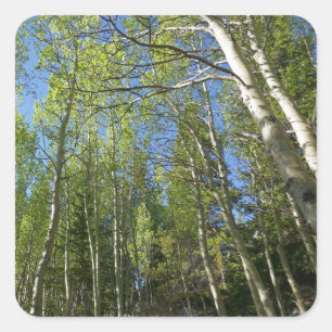 Sticker Carré Bouleaux d'été aux montagnes Rocheuses