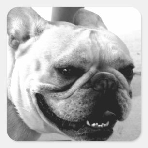Sticker Carré Bouledogue français