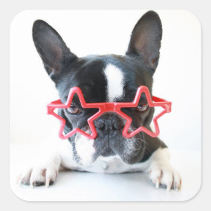 Sticker Carré Bouledogue français avec les verres rouges
