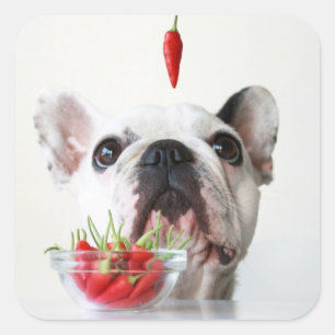 Sticker Carré Bouledogue français regardant un poivron rouge