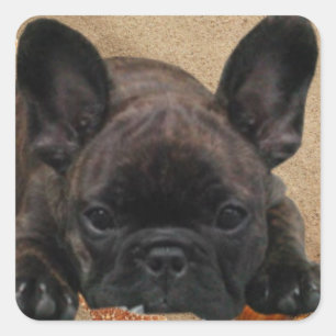 Sticker Carré Bouledogue français sur la plage French Bulldog
