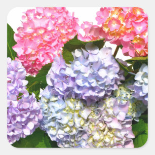 Sticker Carré Bouquet de Hydrangea