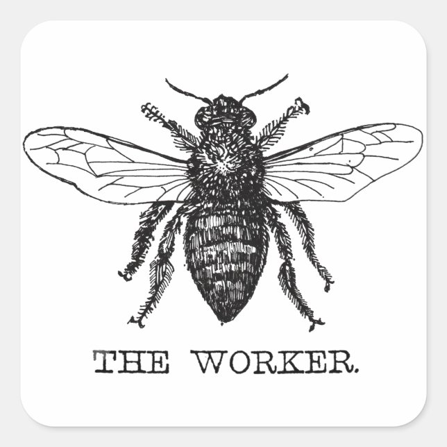 Sticker Carré Bourdon noir ouvrier abeille miel (Devant)