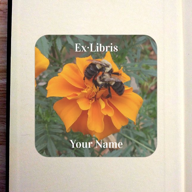 Sticker Carré Bourdons sur ex-libris de Souci (Bumblebees on Marigold Bookplate in Old Book)