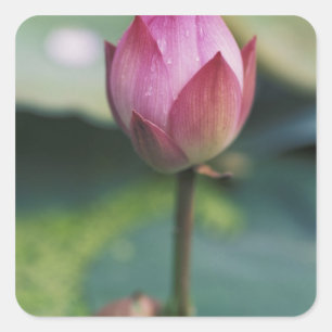 Sticker Carré Bourgeon de fleur de lotus, Hangzhou, province de