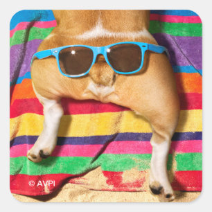 Sticker Carré Bouton de chien avec lunettes de soleil