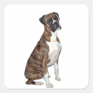 Sticker Carré Boxer - bringé (oreilles naturelles)