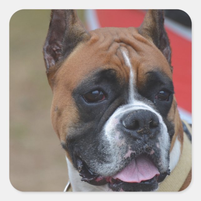 Sticker Carré Boxer en gras (Devant)