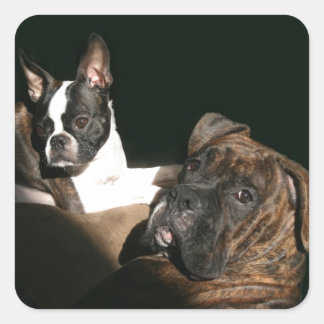 Sticker Carré Boxes et Bostons : Awesome Twosome 2