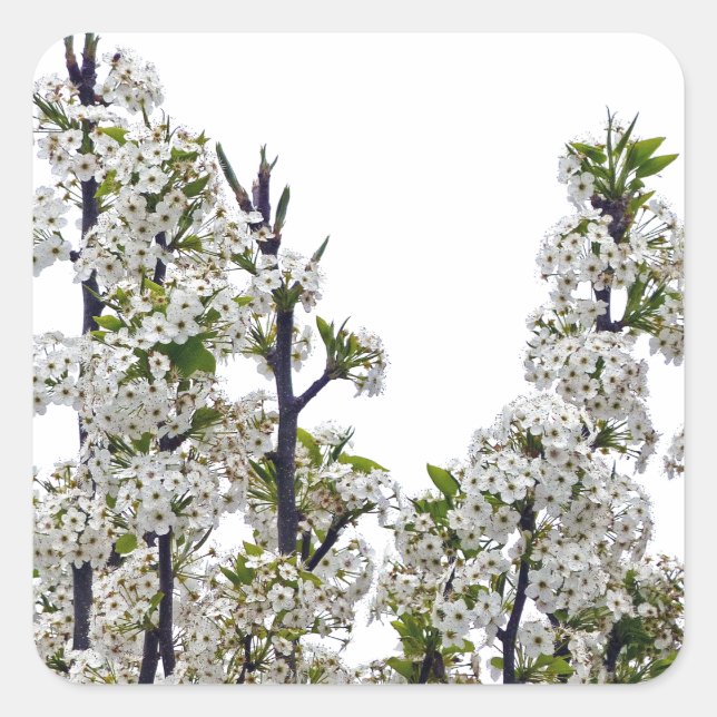 Sticker Carré Bradford Pear Blossoms (Devant)