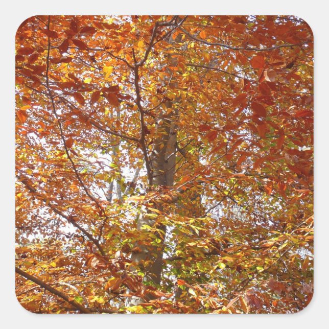 Sticker Carré Branches de la nature d'automne Feuille orange (Devant)