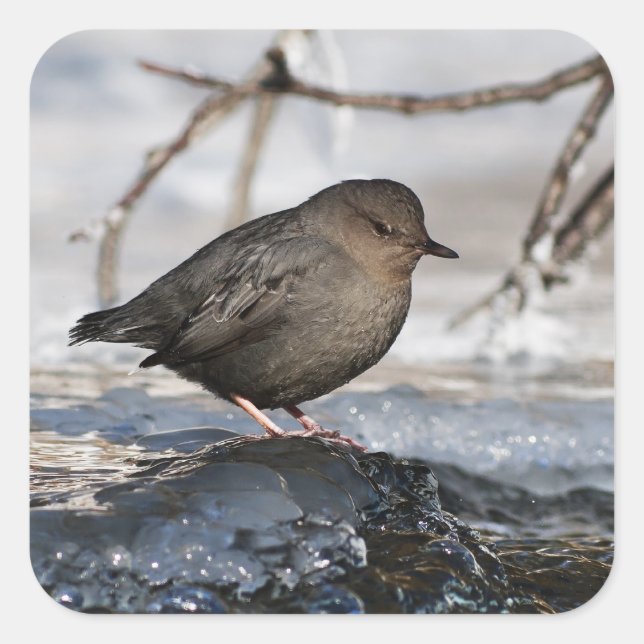Sticker Carré Brave American Dipper (Devant)