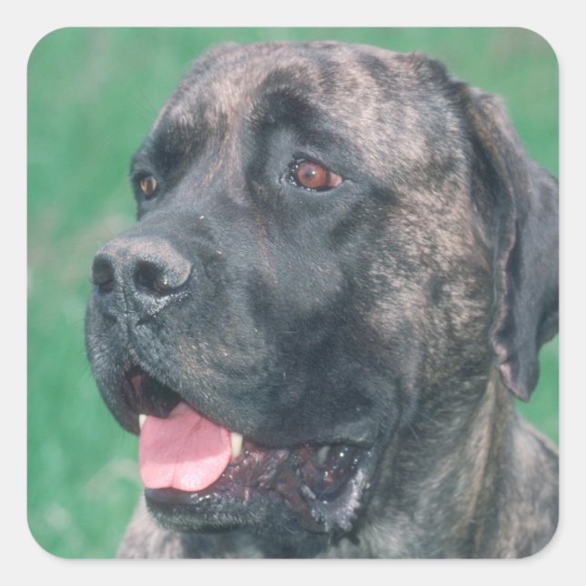 Sticker Carré Brindle Mastiff (Devant)