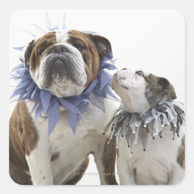 Sticker Carré Britanniques bulldog et chiot portant un collier e (Devant)