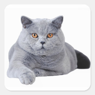 Sticker Carré British shorthair